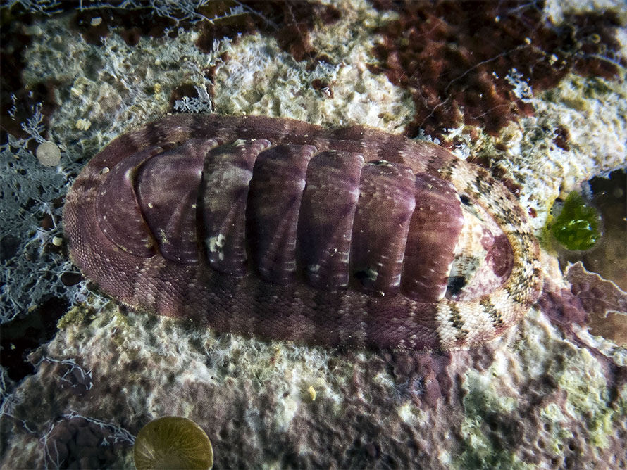 Tegulaplax sp. A